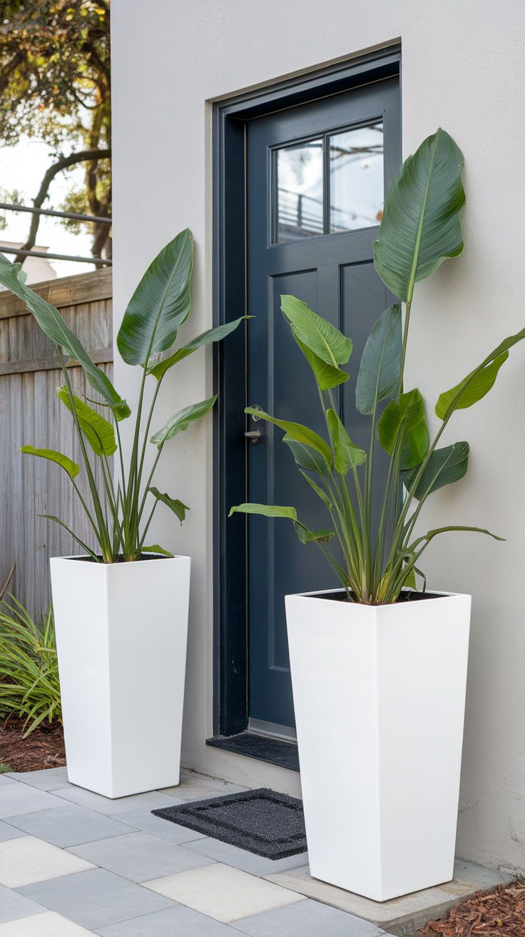 Two bird of paradise plants with pots